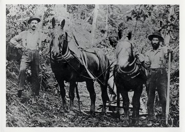 Near Camp 24 on Cheat Mountain, Cass, W. Va.  Grover and Saul Starcher; Horse teams in woods.  In the glory years of logging on Cheat Mountain, 125 teams of horses were used to bring logs down to the landings where they were loaded onto flat cars for the trip to Cass.  Credit P.V. Bagdon Collection