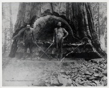 Possibly a redwood tree used in building the "Titanic". Harvested by the Pardee and Curtin Lumber Co.The man on the left is John Harvey Reid.