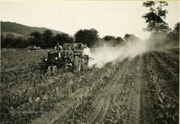 Three men operate a tractor through a cornfield spreading insectisides with two other men walking alongside it. Text above photograph 'Corn Borer damage on sweet corn planted the last week of April and up to the first half of May has been increasing each year. Marketable sweet corn cannot be produced through that period without insecticides and each year it takes greater coverage to do the job. They started with 3 and now are satisfied with 5 applications.' Photograph taken in Hancock County