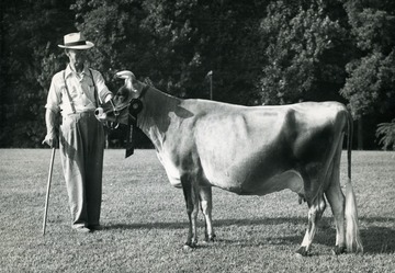 Candid portrait of W.T. Law and his Jersey cow which won the Grand Champion over all Jerseys' at the West Virginia State Dairy Show, Jacksons Mill, 1951. The cows name is Wonderful Bindle Joy. Picture taken in Harrison County. 