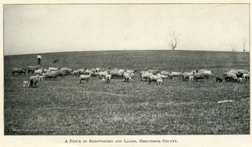 Flock of sheep and lambs in a field with a man tending to them.