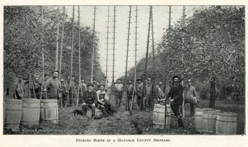 A group of men congregated around barrels holding their apple picking ladders.