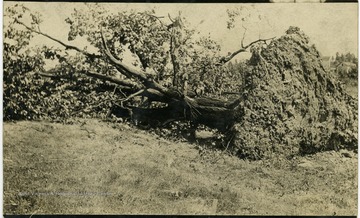 'Top kid, James Henry Krepps.  Seated, left, Samuel G. Hackney.  Tree was at dead-end of Spring St., Morgantown, W. Va.'