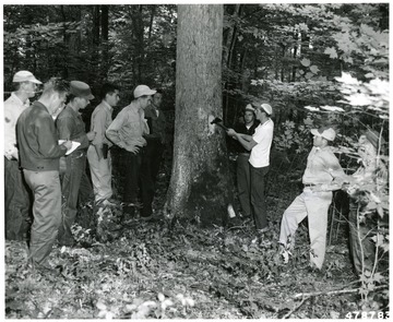 'Forestry students of West Virginia University marking a white oak for cutting on the Meadow Creek Timber Management Area. Ranger Finney (left) gives technical advice to the students as they go through the area.'