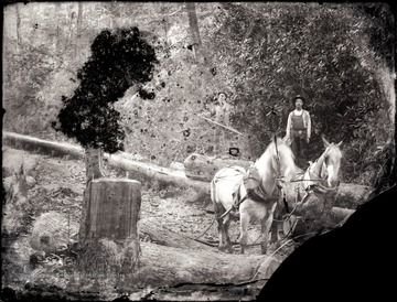 Two loggers on the felled trees near the horses await.
