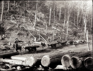 A view of logging site with all the horse drawn carts on the railroad tracks are loaded with felled trees.