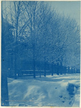 This image was develop with, among other chemicals, cyanide, resulting in a blue colored print. The prints are called cyanotypes.