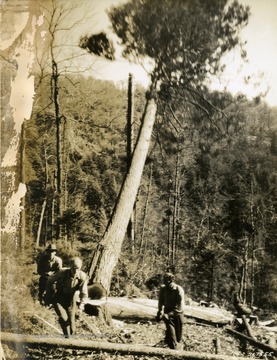 Hemlock tree being felled on lands owned by the Cherry River Boom and Lumber Company.