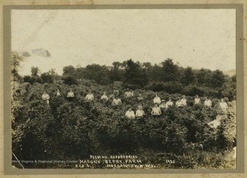 Portrait of group picking raspberries on Mason's Berry Farm in Morgantown, W. Va. None of the subjects are identified.