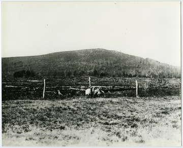 This image is part of the Thompson Family of Canaan Valley Collection. The Thompson family played a large role in the timber industry of Tucker County during the 1800s, and later prospered in the region as farmers, business owners, and prominent members of the Canaan Valley community."This is a picture of Canaan Mountain taken near where the country store and Mountain View Motel is now located and shows how bare the mountain was after the timber was cut and it had been burned by fires. This picture was taken about 1910."