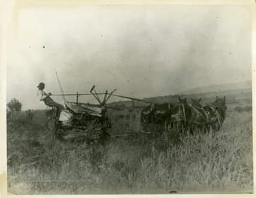 This image is part of the Thompson Family of Canaan Valley Collection. The Thompson family played a large role in the timber industry of Tucker County during the 1800s, and later prospered in the region as farmers, business owners, and prominent members of the Canaan Valley community.A farmer and his horses working in a field likely in Canaan Valley. 