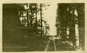 This image is part of the Thompson Family of Canaan Valley Collection. The Thompson family played a large role in the timber industry of Tucker County during the 1800s, and later prospered in the region as farmers, business owners, and prominent members of the Canaan Valley community.Scenic view of logging track in Davis, W. Va.
