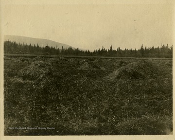 This image is part of the Thompson Family of Canaan Valley Collection. The Thompson family played a large role in the timber industry of Tucker County during the 1800s, and later prospered in the region as farmers, business owners, and prominent members of the Canaan Valley community.Caption on back of photo reads: "Glade on Glade Run, 1906, McDonald Glade".