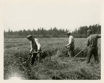 This image is part of the Thompson Family of Canaan Valley Collection. The Thompson family played a large role in the timber industry of Tucker County during the 1800s, and later prospered in the region as farmers, business owners, and prominent members of the Canaan Valley community.Three men harvesting hay in Davis, W. Va.