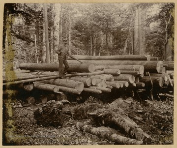 An unidentified man moves logs.This image is part of the Thompson Family of Canaan Valley Collection. the Thompson family played a large role in the timber industry of Tucker County during the 1800s, and later prospered in the region as farmers, business owners, and prominent members of the Canaan Valley community.