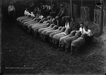 A group of unidentified boys examine a flock of sheep.