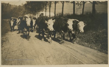Photo postcard belonging to L. L. & G. W. Jamison Cattle Dealers in Morgantown, W. Va.