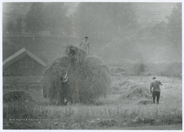 Three men gather hay across a field with hand tools.
