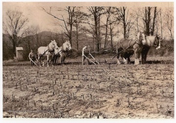 Plowing on Felton farm, located on the west bank of the Cheat River, north of the town of Parsons, W. Va.  Visible in the background is the Monongahela Power Company gauge house, which would measure the depth of water in the river.The two plowmen are Fred Felton, on the right, and Otto Plum, on the left.  Jack Felton was present, but is not pictured.  Draft horses pictured were owned by John Harold Felton, assessor of Tucker County and proprietor of the Holly Meadows Dairy.