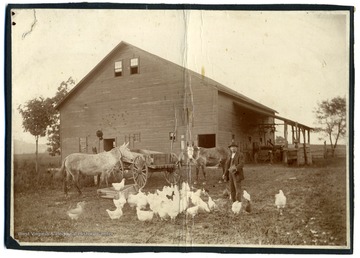 A view of Anderson's barn with one man, several chickens, and two mules in front. Text on back reads, "Now the site of St. Mary's Catholic Church. A bum stayed in this barn one night and burned it down, killing all thirteen horses."