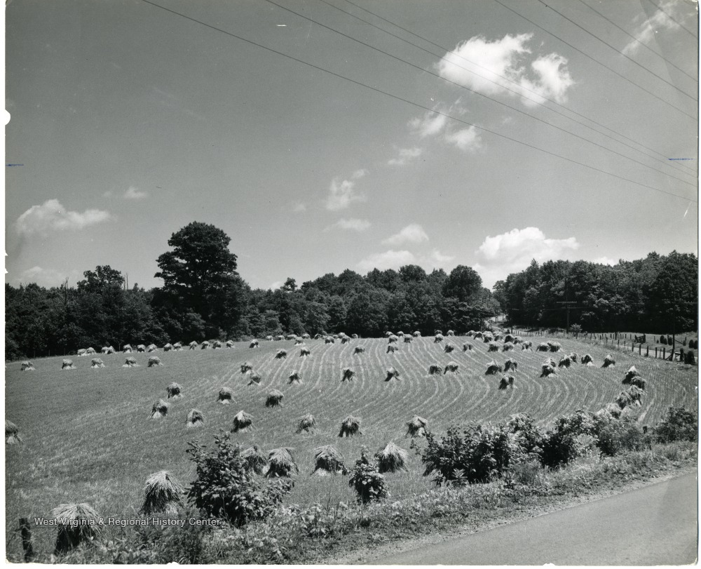 Preston County Buckwheat Field West Virginia History OnView WVU