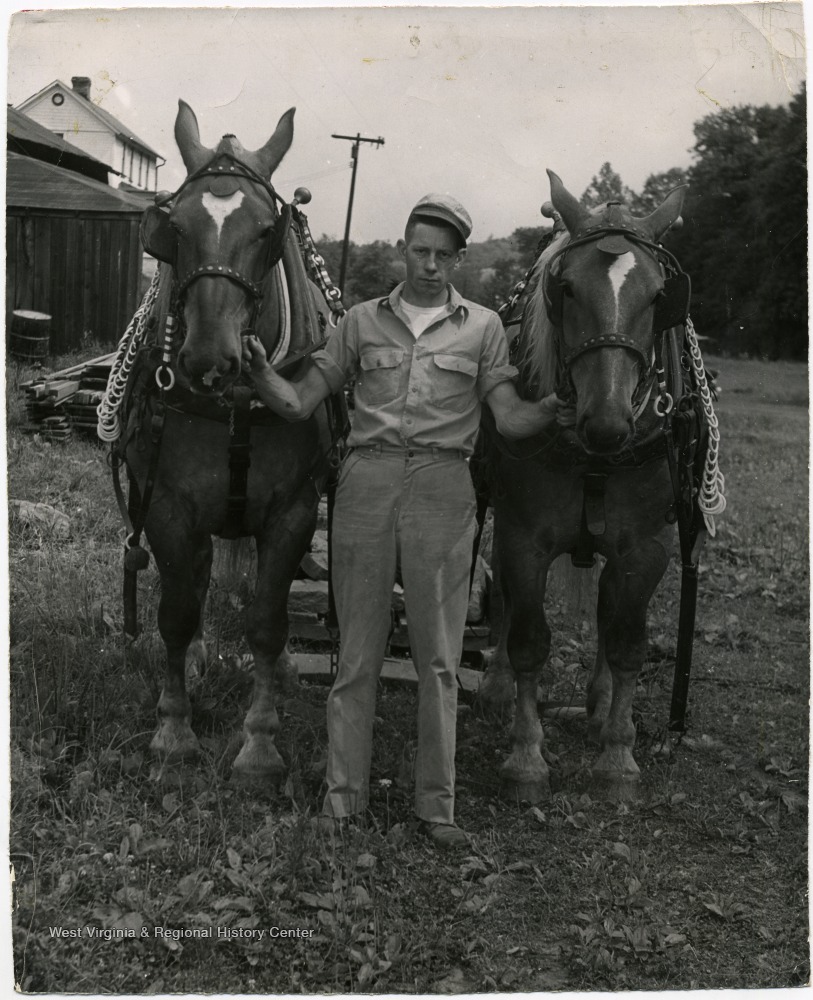 Jennings Michael and a Team of Horses at the Buckwheat Festival