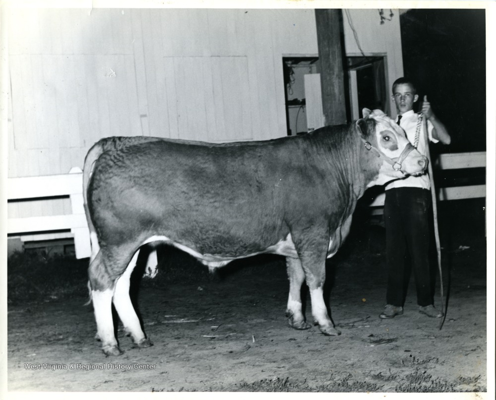 Future Farmers Of America Member With Prize Steer Claysville PA 