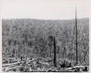 Picture of stumps and felled trees.