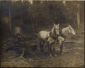 Teamster riding a log pulled by his team of horses, Pardee and Curtin Lumber Company.