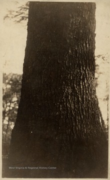 Close up view of tree trunk.