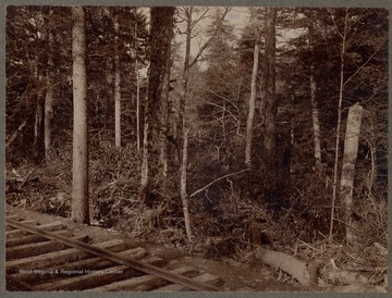 Forest beside a train track near Glady, W.Va. 