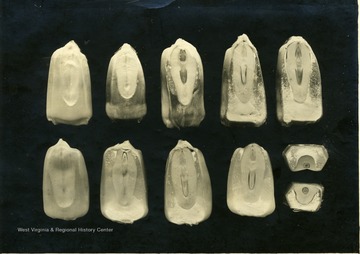 Close-up view of corn kernels in the germination process.  See BG9-3539 for glass plate negative.