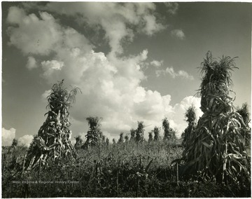 A ground view shot of corn stalks bundles. Fodder in the Shock, W. Va.