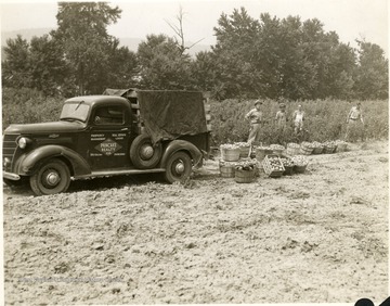 Pancake Realty truck, and four men working in the field, and baskets of vegetables produced on Paul Pancake's farm in Cabell County on land that produced very little before 1944.  