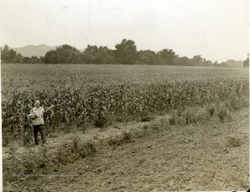 Cornfields on the Pancake Farm.  Paul Pancake is standing at the edge of the field. 