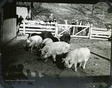 Pigs in a pig pen in Cabell County with many people outside of the pen. 'No shortage of meat or corn on this farm.'