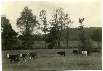 'More cattle were found on the Atkins and Dekalb silt loam farms than on the other types of soil.'  U. S. Department of Agriculture, Bureau of Agricultural Economies Photographic Section number 18469.