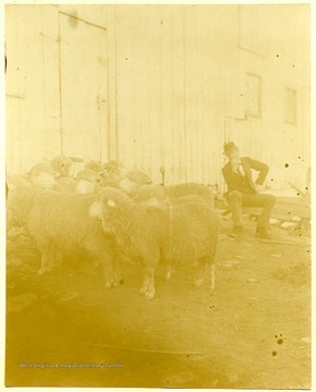 A man sitting next to a group of sheep.