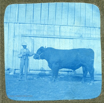 At Belvedere Farm, Jas. Beall's prize poll angus bull.  Sire imported from Scotland and owned by John Mitchel St. Louis, Mo.