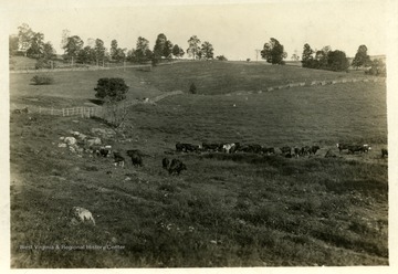 Farmland and cattle in the rolling hills of W. Va. 