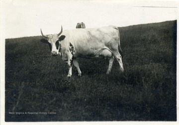 Text on back reads, 'One of our highest priced Ayrshires.  I am planning to use this in a little cut.'