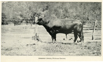 Aberdeen Angus standing next to a fence in Putnam County.