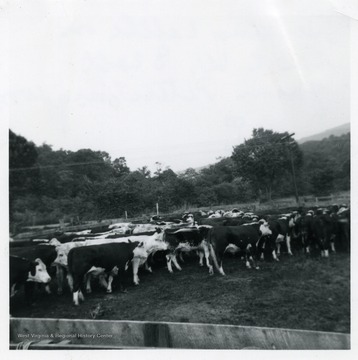 Herd of cattle on the C.W. Scott farm in Petersburg, W. Va. 
