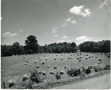 Large field with many hay piles. L. Bush Swisher of Farming for Better Living, Monongahela Power Co. Building, 387 High St. Morgantown, W. Va. Publicity and Advertising Dept. Monongahela Power Company, Fairmont, West Virginia.
