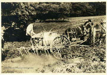 Farmer guides a horse drawn sprayer at Arthurdale.  Caption on back reads, 'Potatoes were raised cooperatively.'