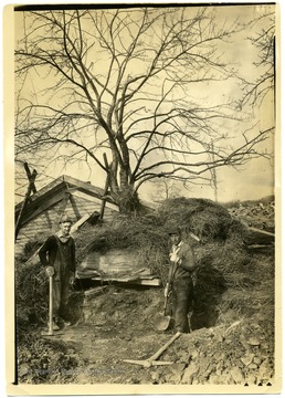 Men with shovels excavating a large apple tree to move it the courtyard of the community center at Arthurdale, W. Va. 