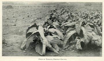 Rows of tobacco plants.
