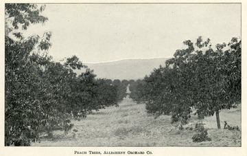 Rows of peach trees extending far into the distance, with a mountain in the background.