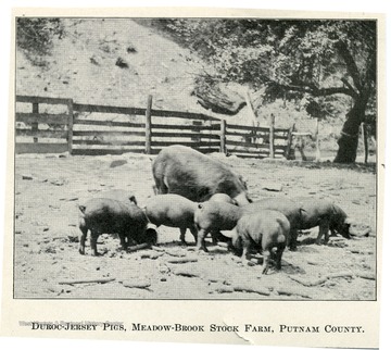 A group of pigs searching for food in the pigpen.