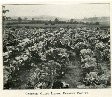 A field with rows of cabbage and rolling hills in the background.